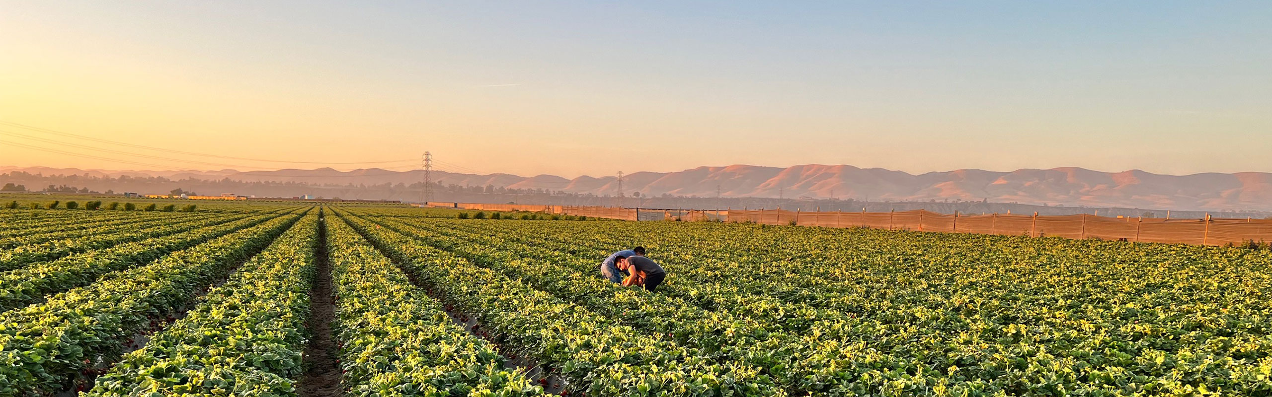 Farmer working in farm